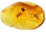 Fossil Ant (Formicidae) In Baltic Amber #48251-1
